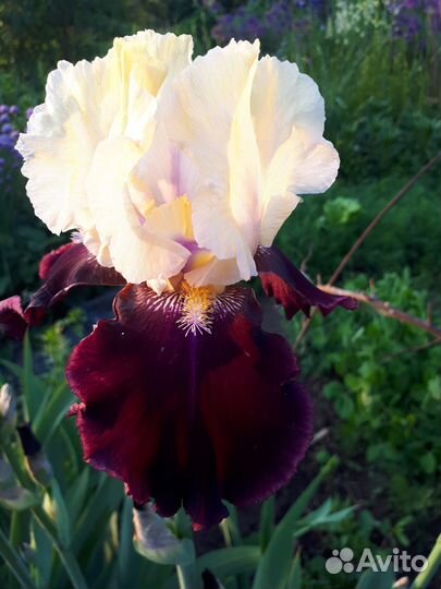 Бородатые ирисы