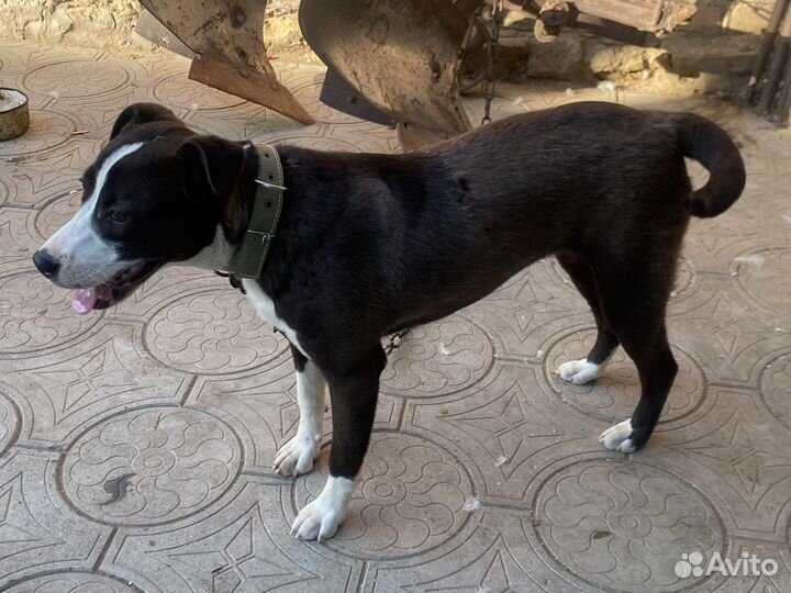 Отдам собаку в добрые руки