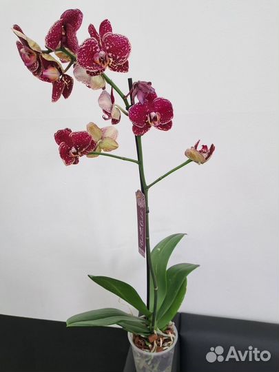 Орхидея