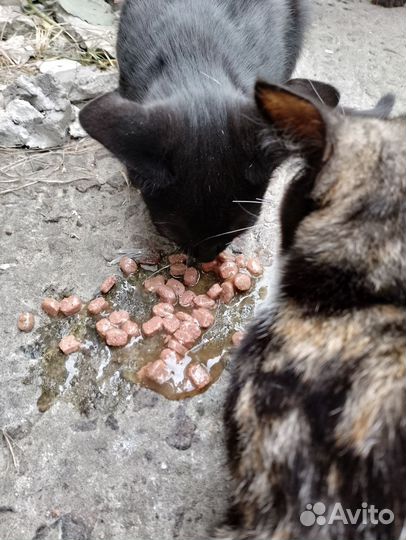 Котик и кошечка