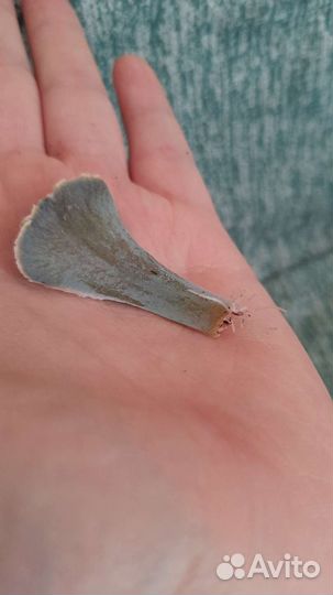 Сукулент. Эхеверия Каменный цветок