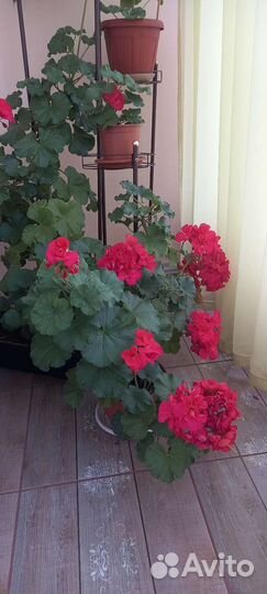 Пеларгония герань