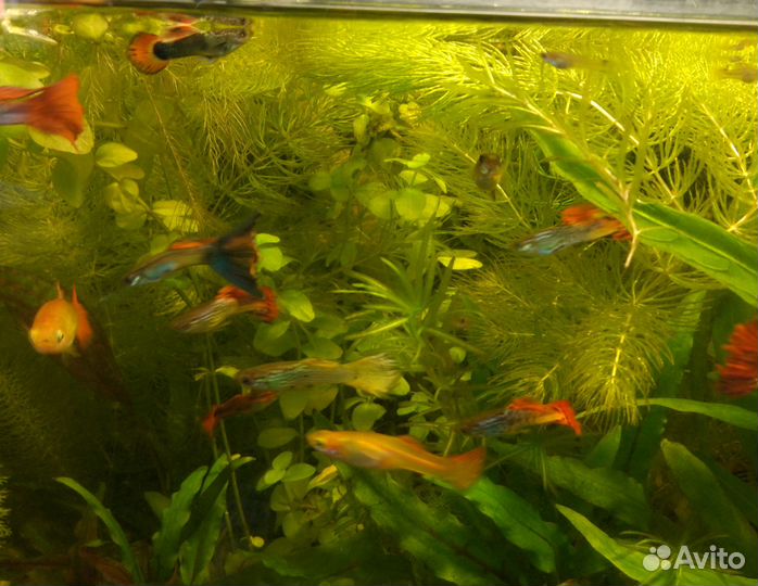 Гуппи отдам