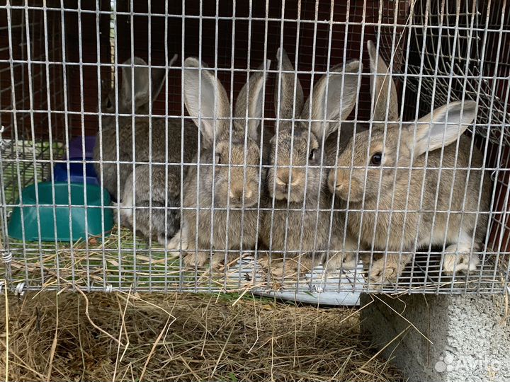 Кролик полу великан