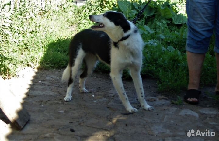 Айя ищет дом