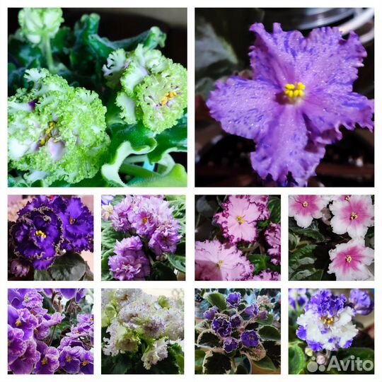 Сортовые фиалки