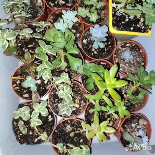 Суккуленты