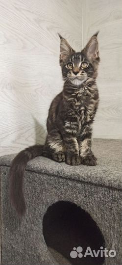 Котенок мейн-кун