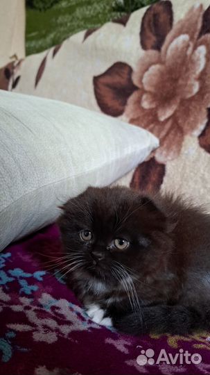 Шотландские котята