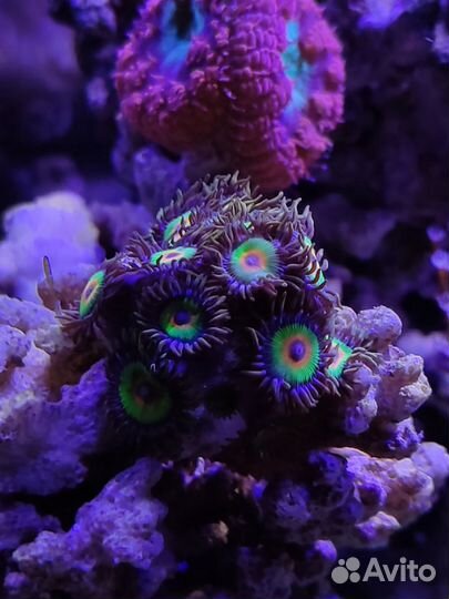 Морские живые кораллы