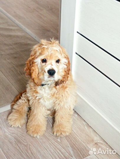 Маленькая собака