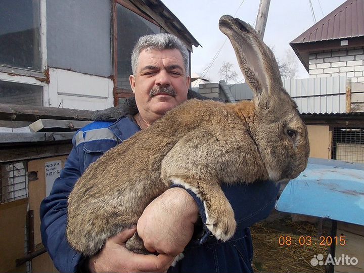 Кролики