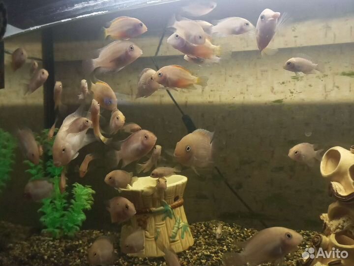 Аквариумные рыбки