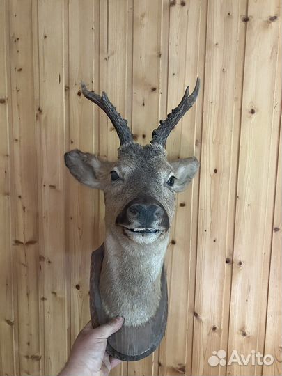 Чучело лани