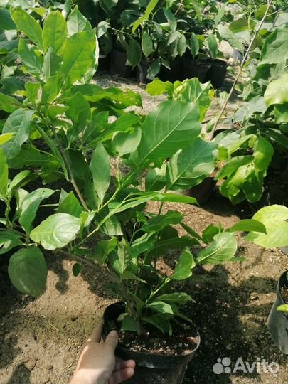 Магнолия Pinke в 4л горшке