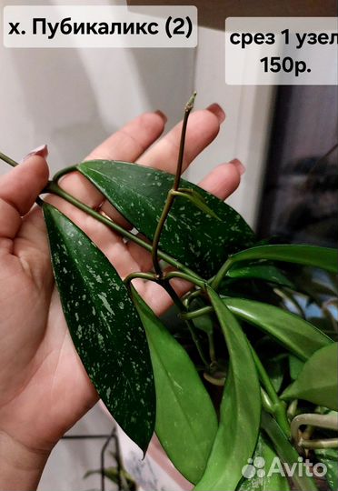 Хойя срезом (2 часть)