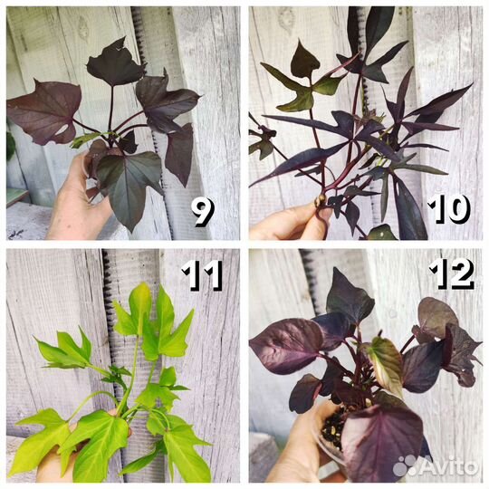 Батат ипомея почта срез укорененные 16 сортов