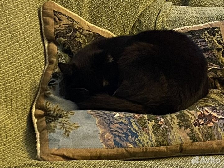 Котик в добрые руки
