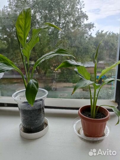 Комнатные цветы