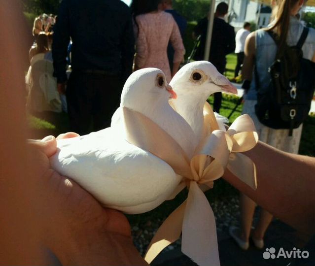 Белоснежные свадебные голуби