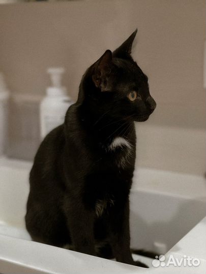 Котята бесплатно