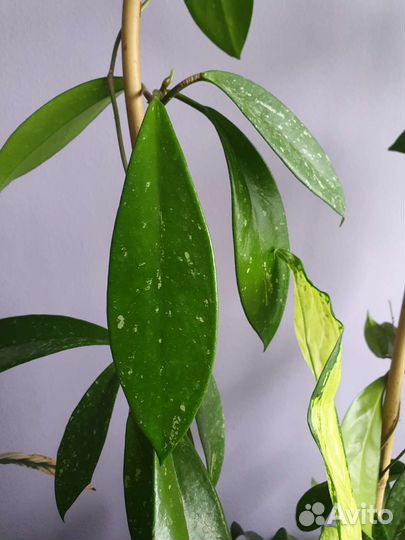 Хойя на срез 6 сортов