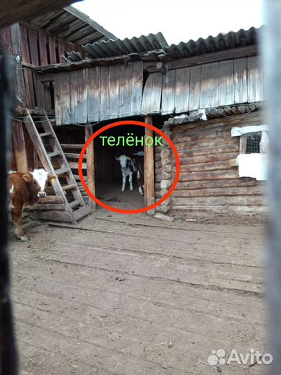 Стельная корова с теленком