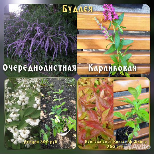 Красивоцветущие кустарники Лаванда