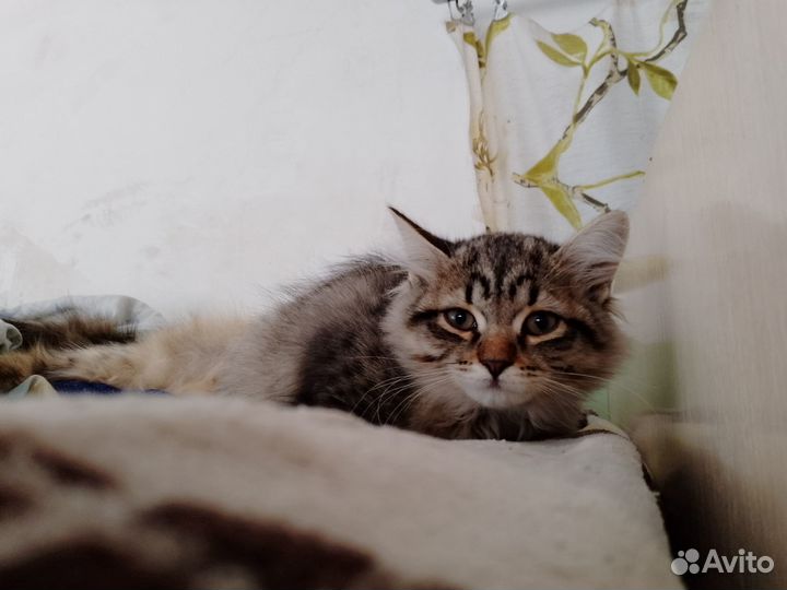 Отдаём котят в добрые руки (14 недель)