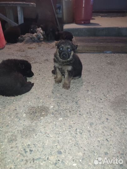 Черная немецкая овчарка