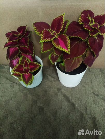 Комнатные цветы