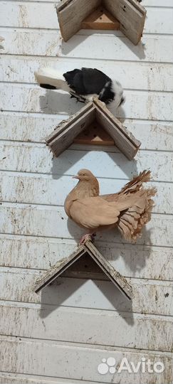 Голуби павлины