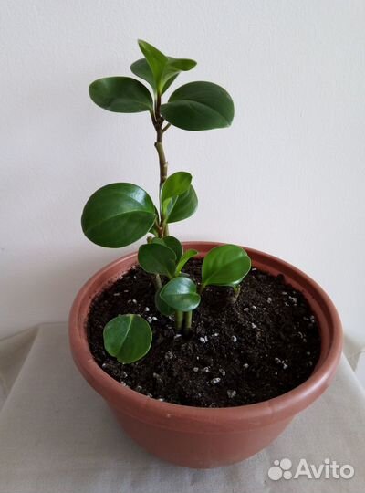 Продам цветы комнатные