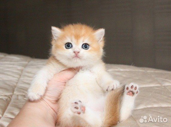 Британские котята