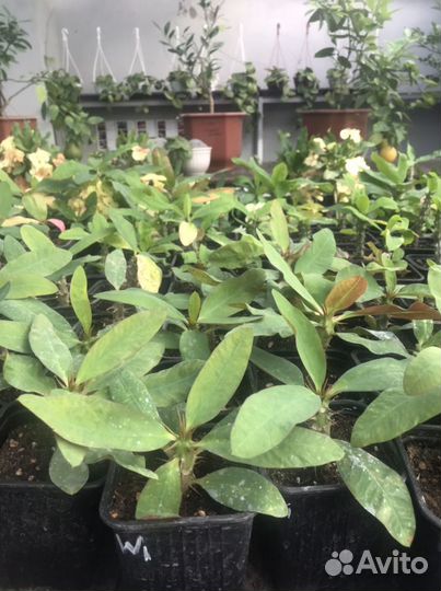 Эуфорбия Миля крупноцветковые (молочай)