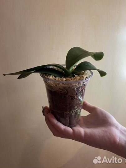 Орхидеи из домашней коллекции