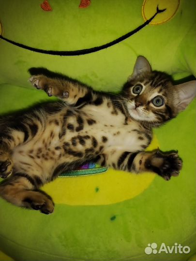 Бенгальская