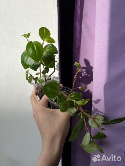 Крестовник крупноязычковый, филодендрон, пеперомия