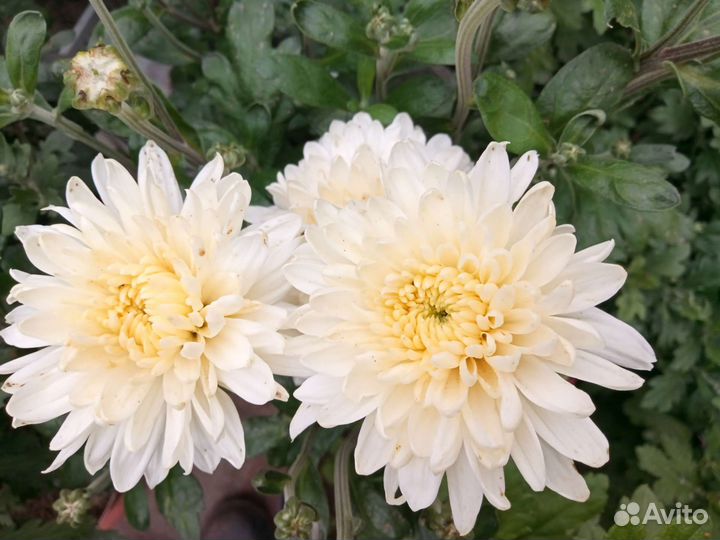 Хризантемы