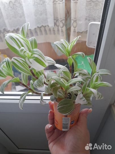 Традесканция