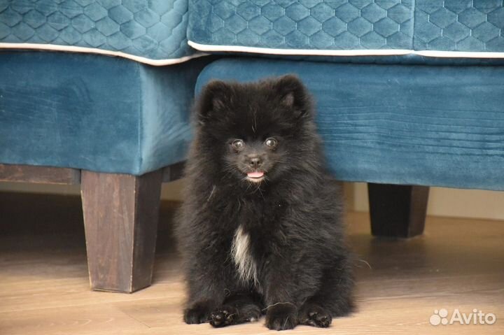 Щенки шпица