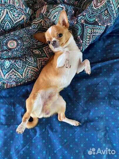 Вязка кобель чихуахуа