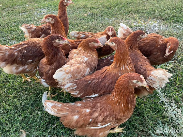 Куры молодки