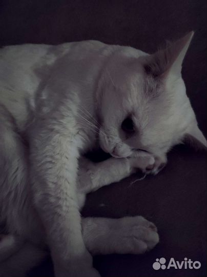 Отдам кота в хорошие руки