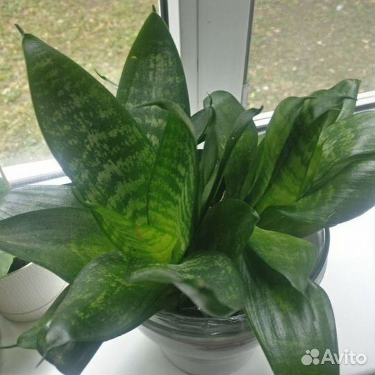 Сансевиерия