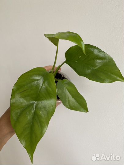 Рафидофора Тетрасперма