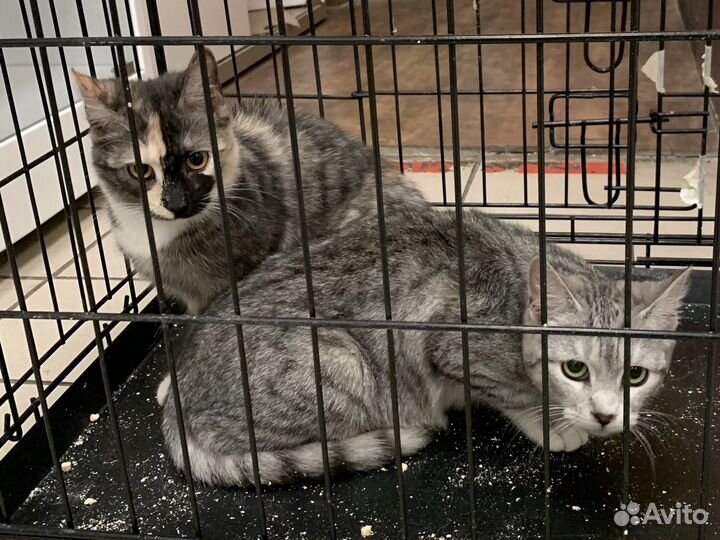 Котятки ищут дом