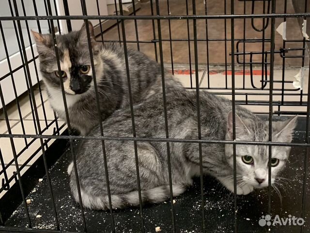 Котятки ищут дом