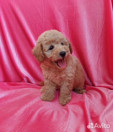 Той-пудель мальчик