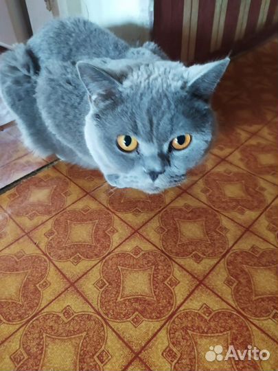 Кот Арчи ищет добрых хозяев